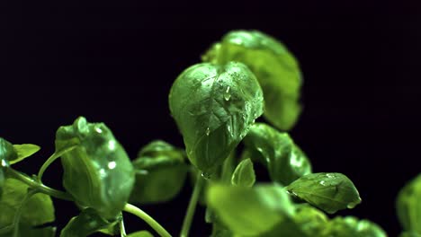 basil leaf water drop isolated on black background super slow motion 4k 500 fps