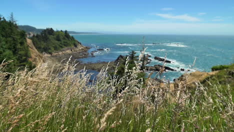 Reeds-Swaying-In-The-Wind-At-Cape-Arago-State-Park-During-Summer-In-Oregon