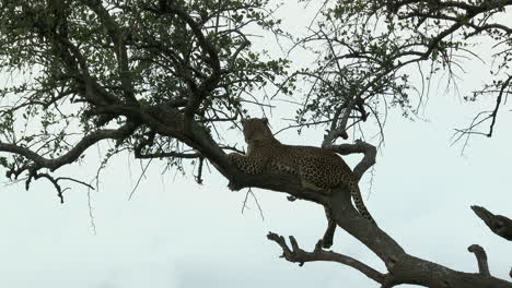 Leopard-looking-in-distance-in-a-tree,-during-sunset,-Maasai-Mara,-Kenya