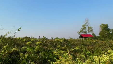 Wide-view-of-pineapple-field-with-red-hut-on-background,-person-passing-by