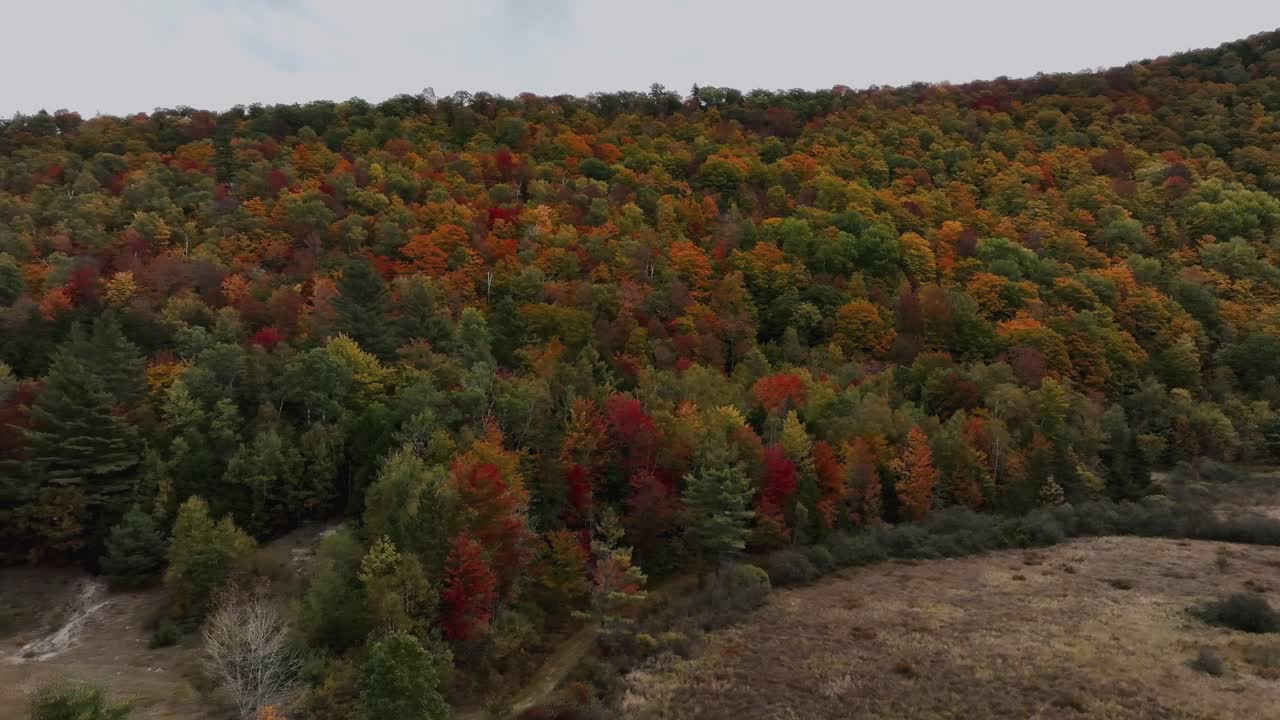 vista aérea de un bosque colorido durante el otoño - fotografía de un avión no tripulado