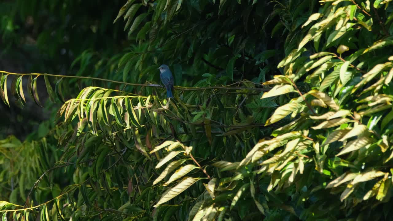 pequeño pájaro azul sentado en un árbol mirando hacia la izquierda, verditer flycatcher, eumyias thalassinus, tailandia