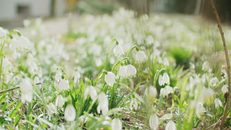 a field of snowdrop on a sunny morning in february in germany