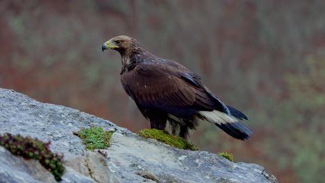 Aquila-chrysaetos-wild-bird-siting-on-rocky-cliff-in-nature