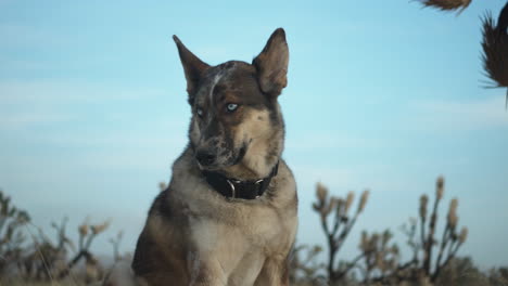 domestic wolf-dog sitting on the ground in the wild