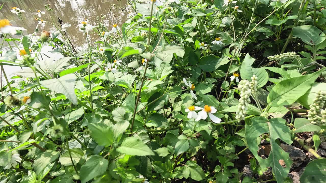 파리의 꽃과 초록색의 클로즈업