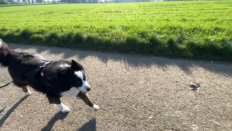 australian shepherd with arthritis jogging along his owner in slow motion