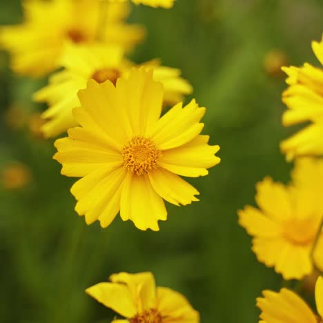 yellow flowers background. beautiful blooming plants swaying in wind in nature at bright summer day. close-up.