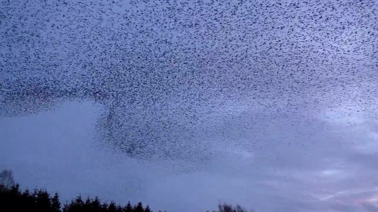Starling murmurations at Tarn sike nature reserve Cumbria UK