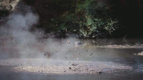 boiling hot geothermal volcanic mud pool, closeup shot steamy lake bubbling mud and steam satisfying