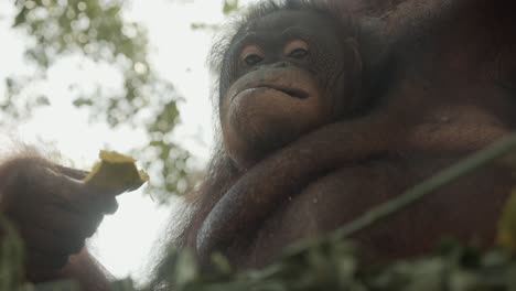 Oran-utan-eats-fruit,-close-up-shot-from-below