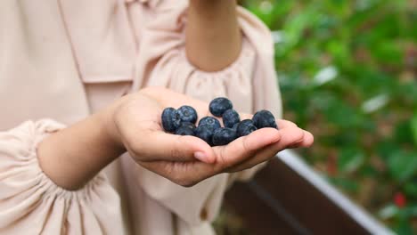 women hand pick blue berry outdoor ,