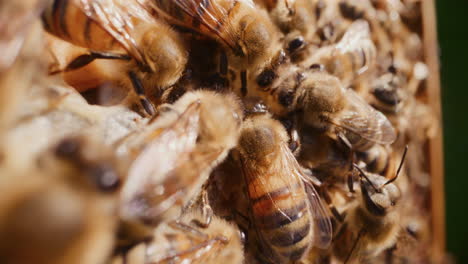 vista de abejas comiendo miel