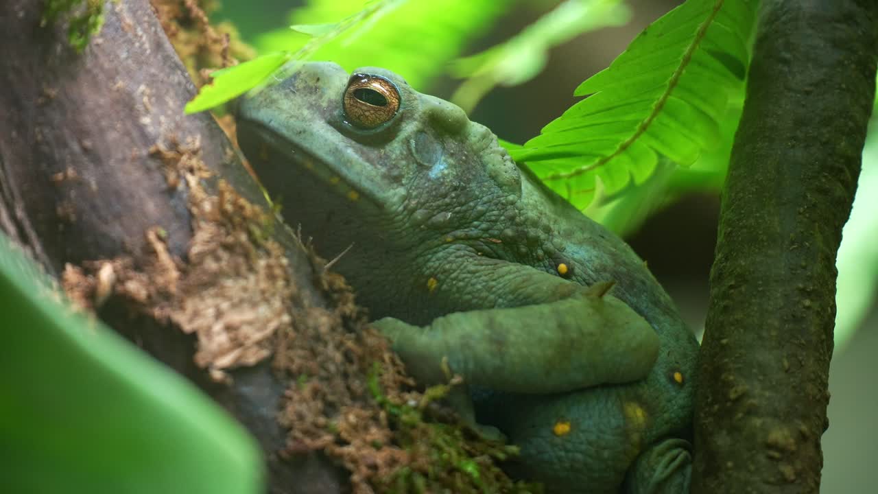 Keltapilkullinen kiipeilykonna (Rentapia hosii) lepää sammaleisella oksalla vihreiden lehtien keskellä, ja heinäsirkka liikkuu sen ympärillä. Lähikuva.