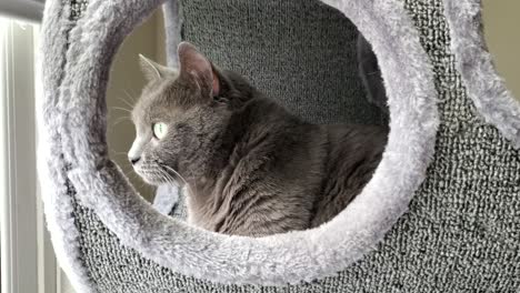 Beautiful-grey-Russian-blue-cat-sits-on-cat-tree-kitty-condo-in-front-of-a-window-on-a-rainy-day