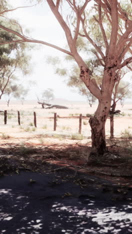 desert landscape with trees and fence