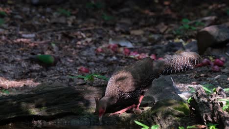 cabeza levantada mientras traga agua y luego comienza a beber de nuevo mientras otras aves se alimentan, faisán kalij lophura leucomelanos, parque nacional kaeng krachan, tailandia