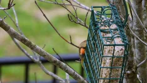 Cardenal-Norteño-Femenino-Comiendo-Detrás-De-Un-Alimentador-De-Sebo,-Durante-El-Invierno-Tardío-En-Carolina-Del-Sur