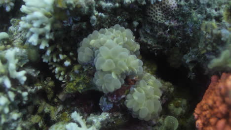 plerogyra sinuosa coral ,is a jelly-like species of the phylum cnidaria