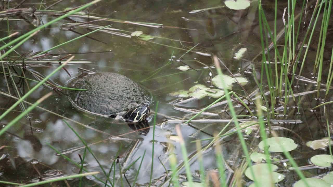 tortuga en el agua del estanque en los everglades nadando lejos