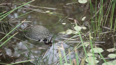 Tortuga-En-El-Agua-Del-Estanque-En-Los-Everglades-Nadando-Lejos