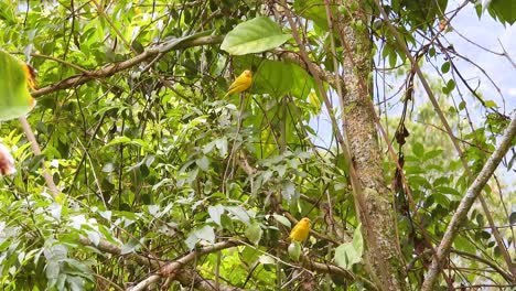 Two-Saffron-Finch-birds-in-a-lush-forest-with-vibrant-green-leaves,-intricate-branches,-and-glimpses-of-the-sky