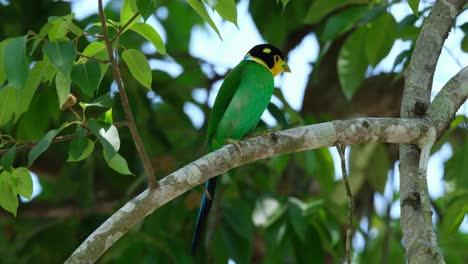 mirando hacia abajo desde su percha, un psarisomus dalhousiae de cola larga está descansando en una pequeña rama de un árbol dentro de un parque nacional en tailandia