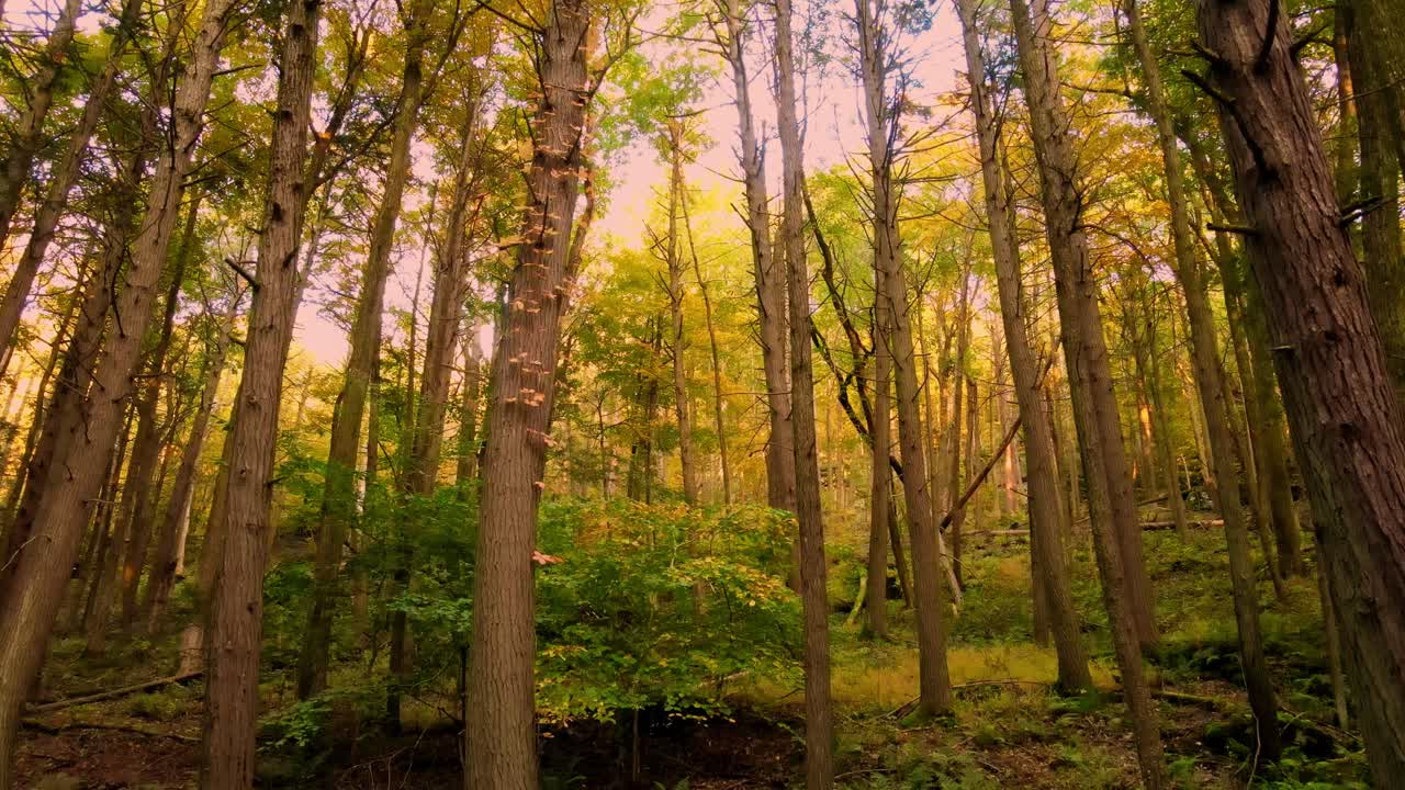hermoso video de bosque otoñal suave en las montañas apalaches con árboles altos y luz dorada en un hermoso día