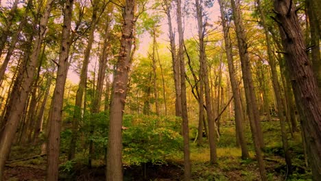 Wunderschönes,-Glattes-Herbstwaldvideo-In-Den-Appalachen-Mit-Hohen-Bäumen-Und-Goldenem-Licht-An-Einem-Schönen-Tag