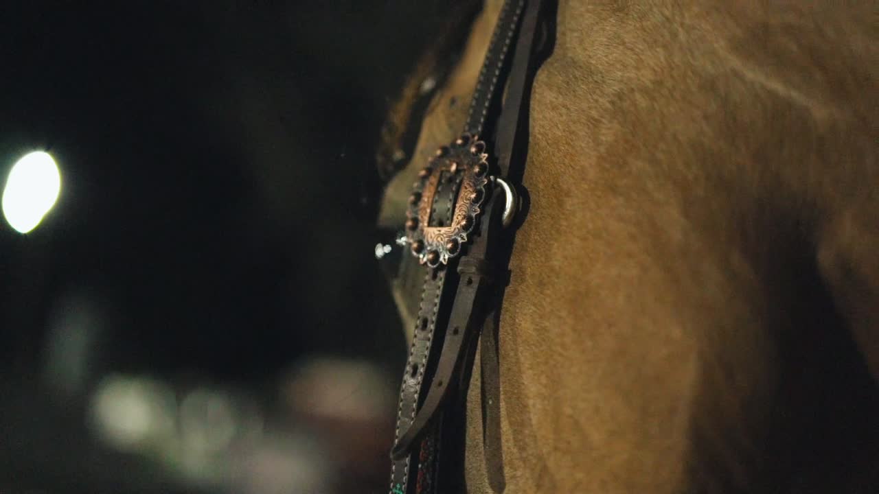 los caballos se ven de cerca.