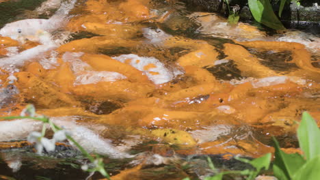 Peces-Koi-O-Carpas-Elegantes-Nadando-En-Un-Estanque-Japonés