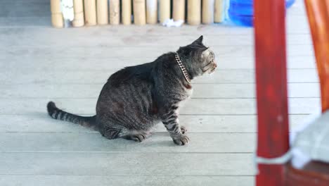 a tabby cat sits on a wooden deck, attentively observing its surroundings in natural daylight