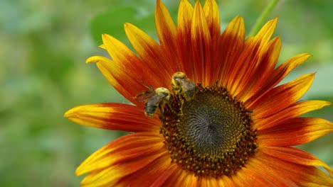 two bees collecting pollen fighting over the sweet nectar as the head alpha bee kicks the other away on colorful bright sunburst sunflower