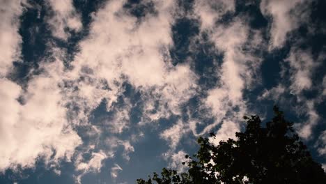 top view of sky and leaves of trees