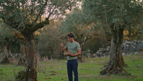 focused gardener picking olives tree at countryside. farm man working vertically