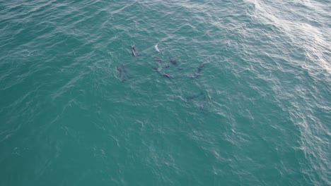 grupo de delfines nariz de botella nadando en el mar de tasman - toma aérea de drones