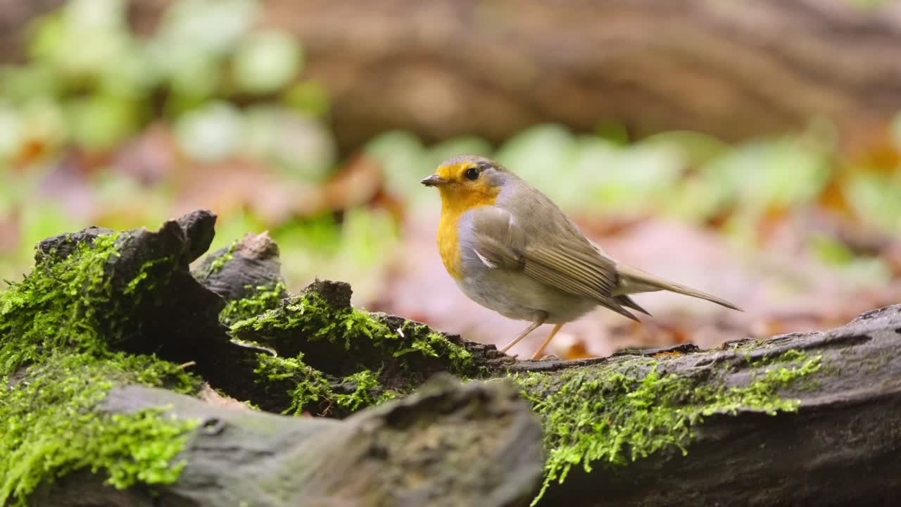 Robin standing on forest ground in slow motion from Drenthe Netherlands ...