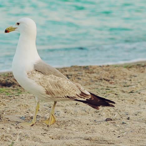 sea gull of white color with gray wings looks straight ahead and goes further on the background of turquoise waves of the sea. slow motion
