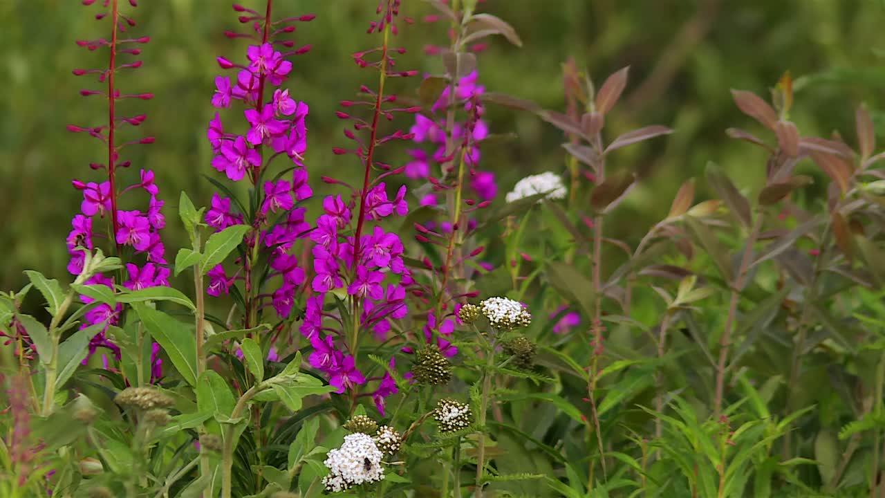 Fiori di Epilobio in crescita nel Parco Nazionale di Denali in Alaska - primo piano