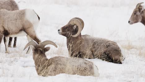 Dickhornschafe-Grasen-Im-Winter-In-Montana