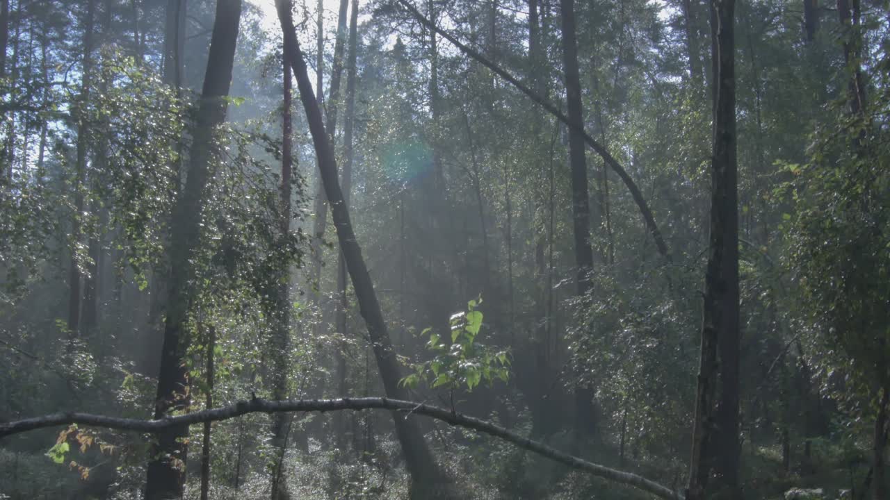오래된 숲의 아침 안개-2