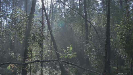 morning fog in the old forest-2