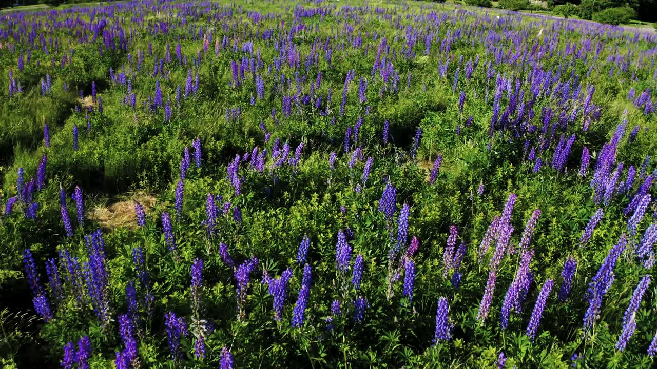 tiro de campo lleno de flores de lupino con hierba ventosa