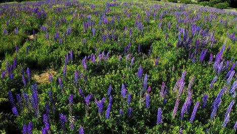 Tiro-De-Barrido-De-Campo-Lleno-De-Flores-De-Lupino-Con-Hierba-Ventosa