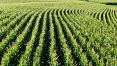 aerial flight tracking curve of rows of corn tassels in farm field, agriculture, farming, rural theme