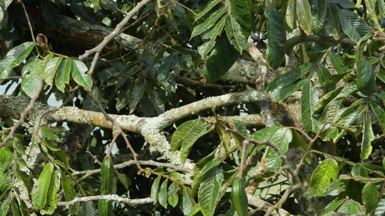 Pemandangan detail tanaman Guama hijau subur bermandikan sinar matahari. Diabadikan dengan kejernihan menakjubkan, menunjukkan daun dan polong yang cerah. Sempurna untuk studi botani dan penggemar alam.