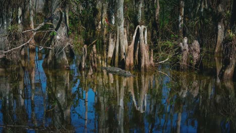 cinemagraph / seamless video loop of an alligator in the florida everglades national park close to miami. it is lurking in the green swamp water surrounded by mangrove trees at a discover adventure tourist tour. close up.