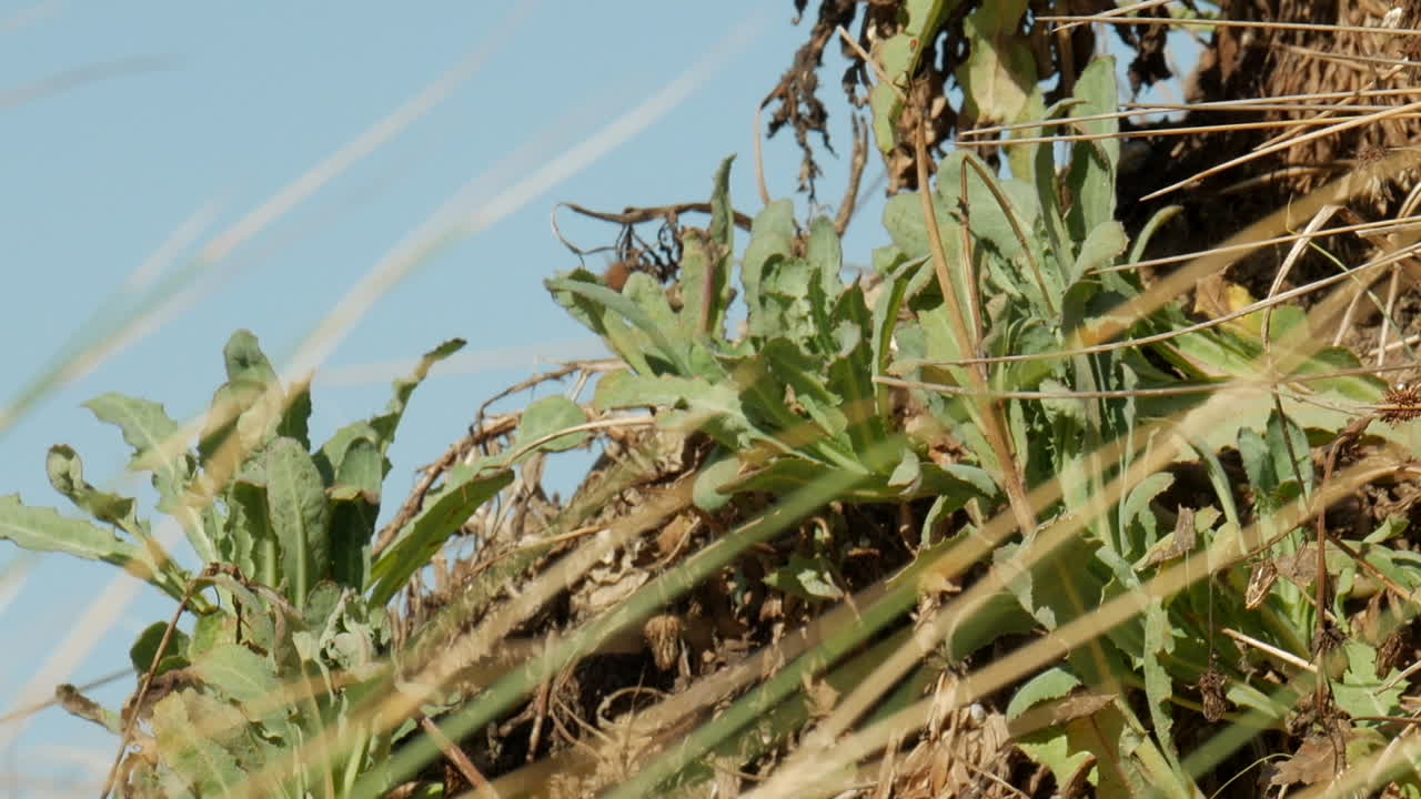 polilla de la col blanca sentada en una planta verde junto a una playa australiana costera