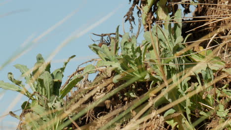 White-cabbage-moth-sitting-on-a-green-plant-by-a-coastal-Australian-beach