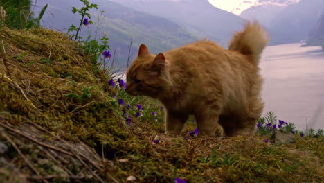 movimiento lento - gato marrón jugando en un montón de hierba seca con un hermoso fondo